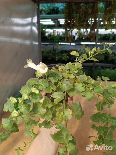 Лофоспермум лофос ампельный