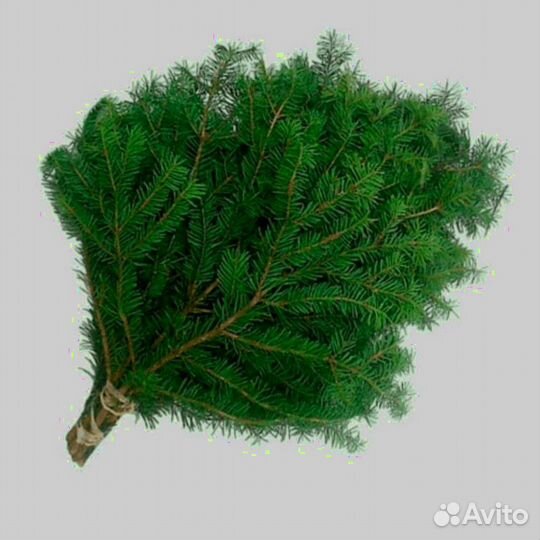 Ель Премиум Банчи Нордмана с доставкой