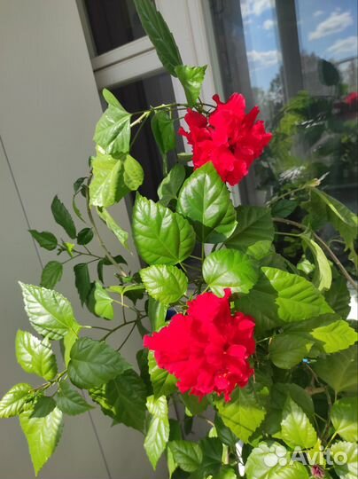 Гибискус китайская роза и абитулон