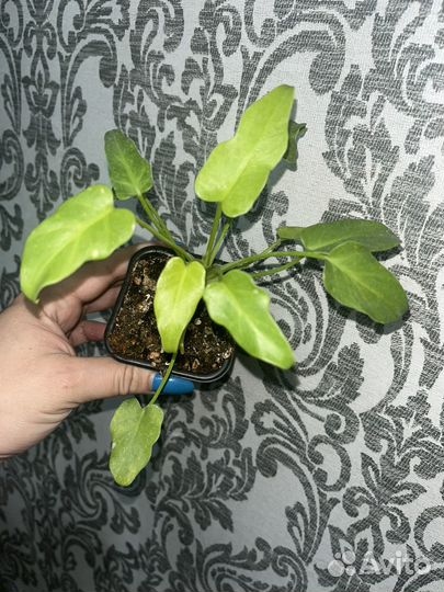 Сортовые филодендроны