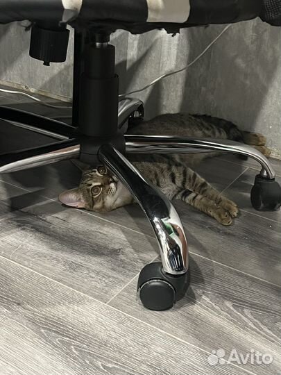 Кот