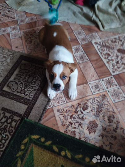 Отдам в добрые руки