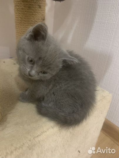 Котята шотландские