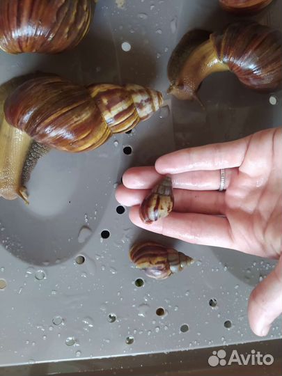 Улитки ахатины