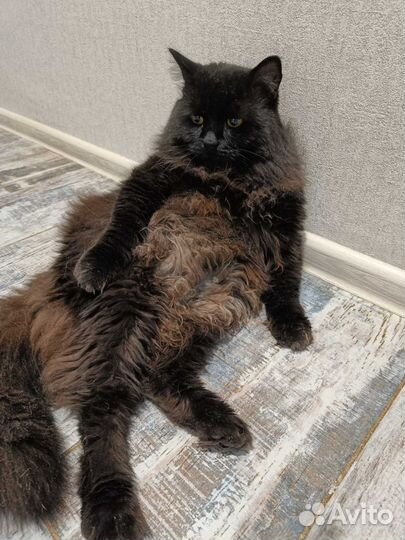 Миша кот. Заменит мужа