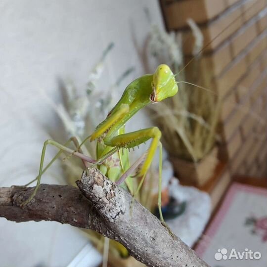 Богомолы (несколько видов)