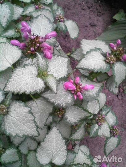 Многолетники