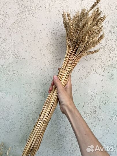 Сухоцветы пшеница