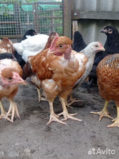 Куры молодки