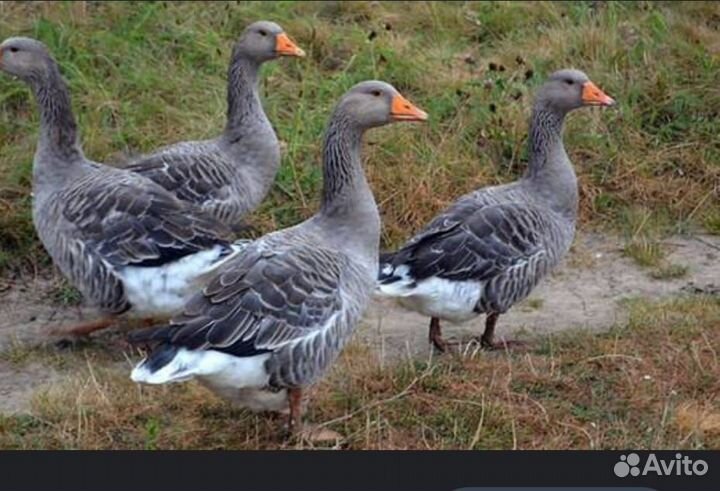 Гуси