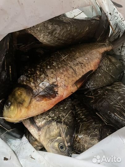 Рыба лещ свежая