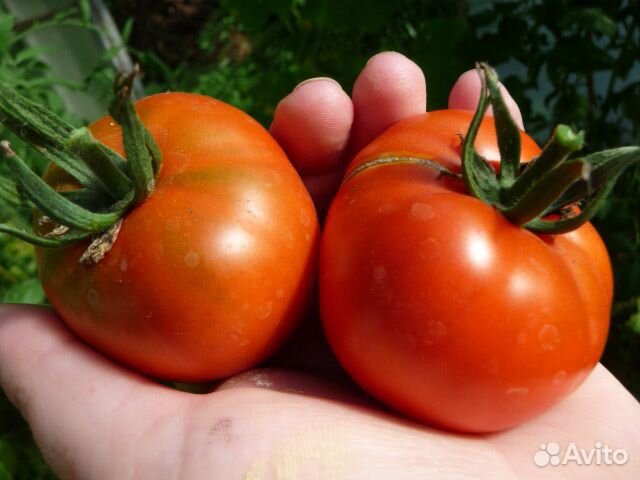 Семена томатов