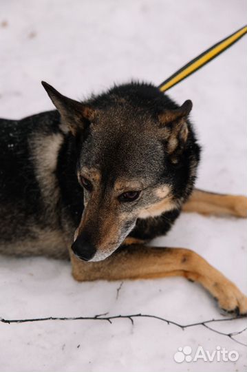 Приезжайте в приют для прогулок с Лялей