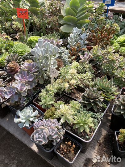 Эхеверии Рейнбоу из питомника растений