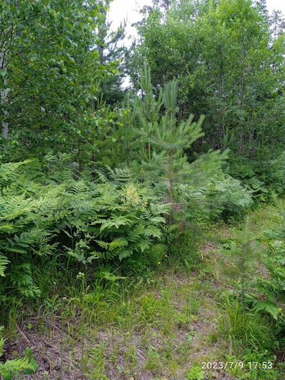 Участок 10 сот. (ИЖС)