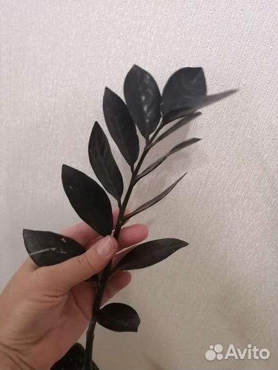 Замиокулькас черный Равен (бронь)