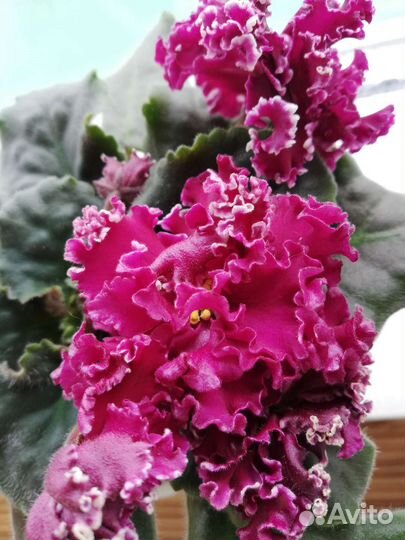 Фиалки сортовые-детки