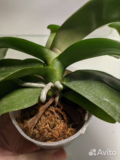 Орхидея фал. Mituo Diamond Canary x Yungho gelb