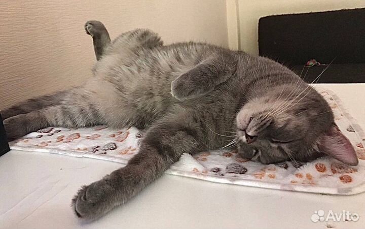 Передержка кошек