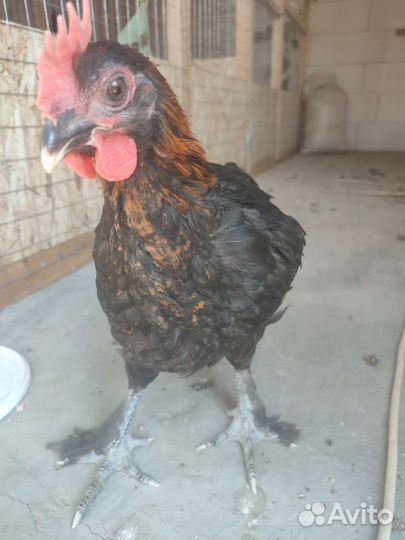 Петухи Маран черно медный, Араукана