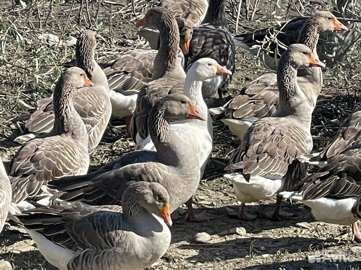 Крупные серые гуси