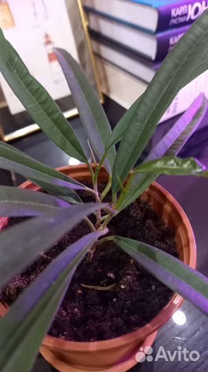 Комнатные растения