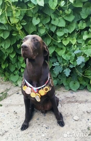 Щенки курцхаара