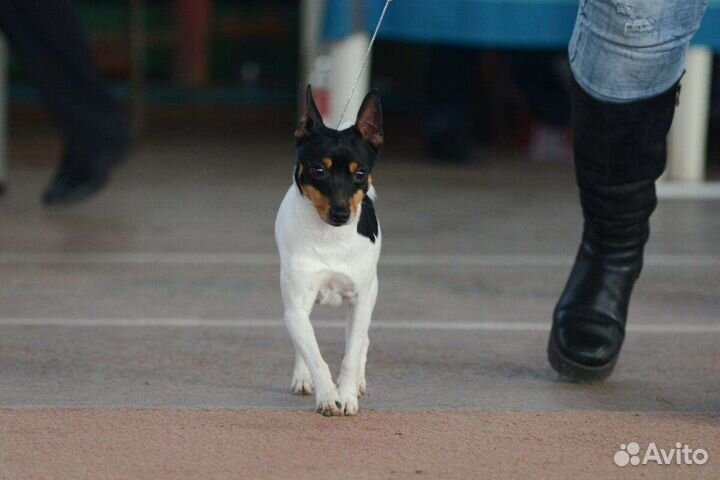 Американский той фокстерьер