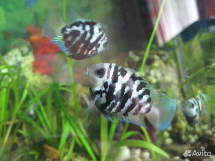 Бирюзовые попугаи Голубая панд и сомики Анциструсы