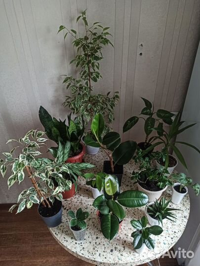 Цветы разные сорта