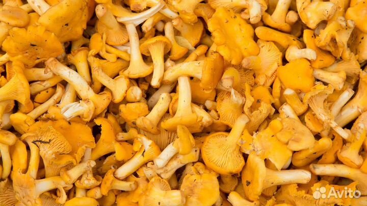 Лисички Грибы