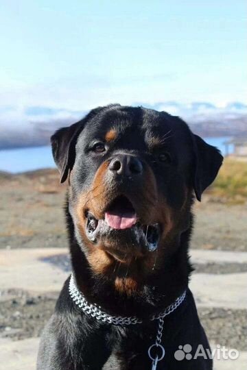 Ротвейлер
