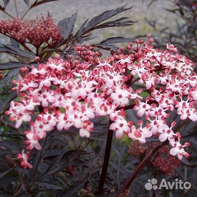 Черная бузина