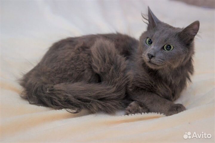 Котик ищет хозяина
