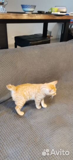 Кошки курильский бобтейл