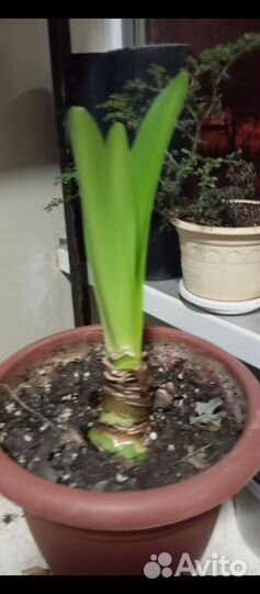 Гиппеаструм