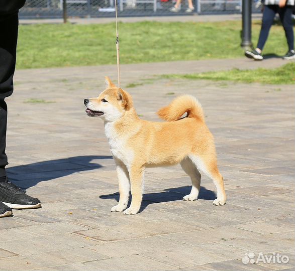 Мальчик сиба ину