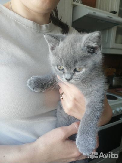 Котята шотландцы