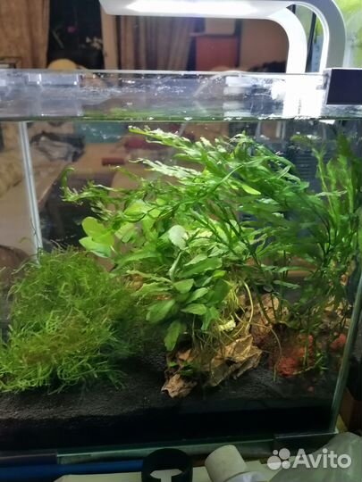 Аквариум