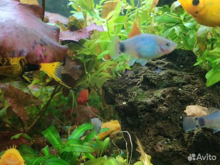 Рыбки живородящие,сомики, креветки