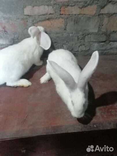 Мясо кролика и сами Кролики