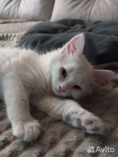 Кошка