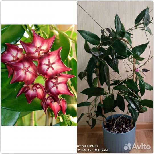 Хойи срезом