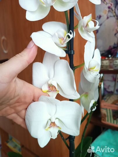 Орхидея фаленопсис