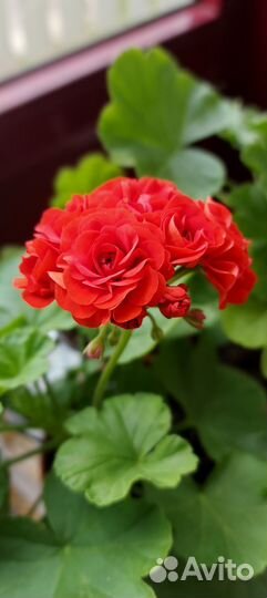 Комнатные цветы герань