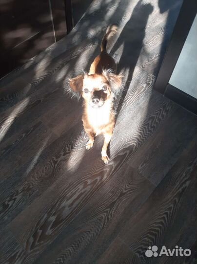 Вязка той-терьер