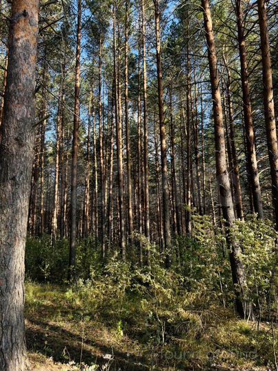 Участок 32 сот. (СНТ, ДНП)