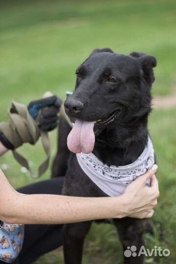Молодой пёсик в добрые руки
