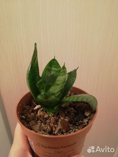 Комнатные растения