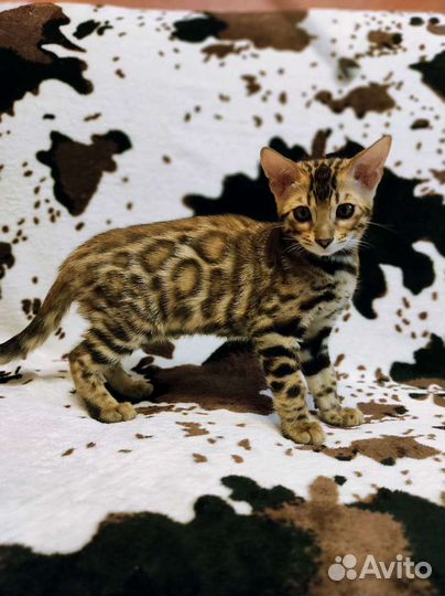Чистокровные бенгальские котята